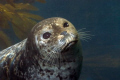   Harbor Seal Portrat. Taken Canon Digital Rebel 60mm f2.8 lens Ikelite housing dual DS51 strobes. Shot f8 1160 seconds approximatley 15 feet depth. Portrat f28 f2 strobes 1/160 160 depth  